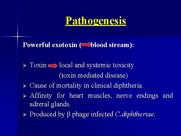 Pathogenesis Powerful exotoxin ( Ø Ø Toxin blood stream): local and systemic toxicity (toxin