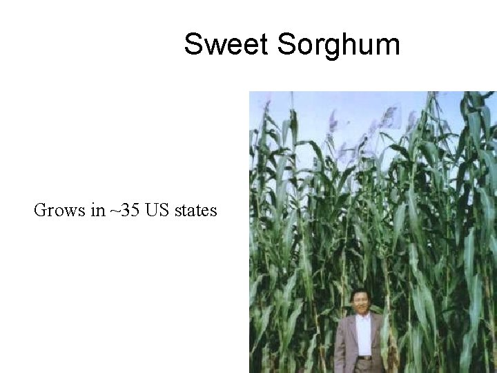 Sweet Sorghum Grows in ~35 US states 