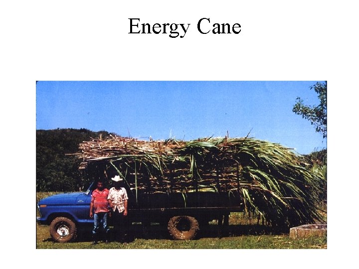 Energy Cane 