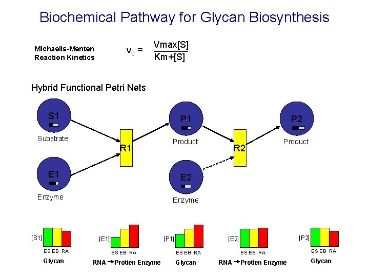 Biochemical Pathway for Glycan Biosynthesis Michaelis-Menten Reaction Kinetics v 0 = Vmax[S] Km+[S] Hybrid