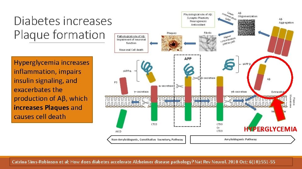 Diabetes increases Plaque formation Hyperglycemia increases inflammation, impairs insulin signaling, and exacerbates the production