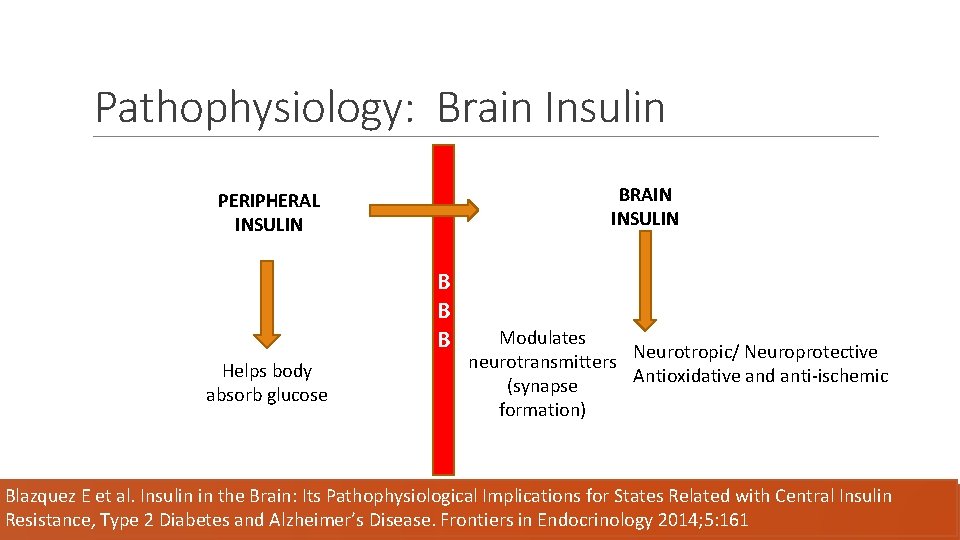 Pathophysiology: Brain Insulin BRAIN INSULIN PERIPHERAL INSULIN B B B Helps body absorb glucose