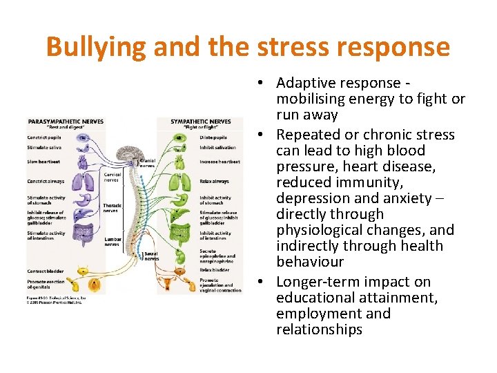 Bullying and the stress response • Adaptive response mobilising energy to fight or run