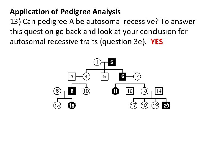 Application of Pedigree Analysis 13) Can pedigree A be autosomal recessive? To answer this