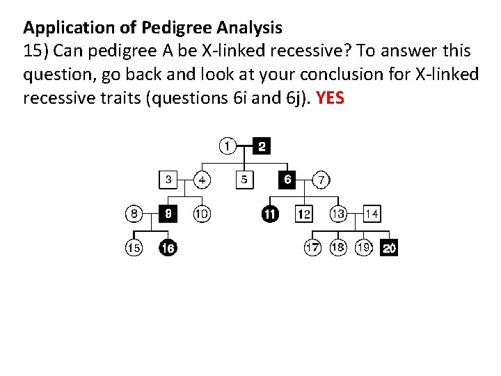 Application of Pedigree Analysis 15) Can pedigree A be X-linked recessive? To answer this