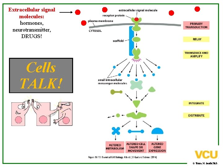 Extracellular signal molecules: hormones, neurotransmitter, DRUGS! Cells TALK! © Tricia H. Smith Ph. D.