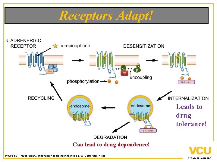 Receptors Adapt! Leads to drug tolerance! Can lead to drug dependence! Figure by T