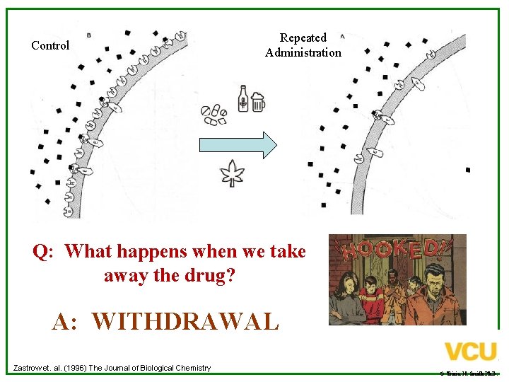 Control Repeated Administration Q: What happens when we take away the drug? A: WITHDRAWAL