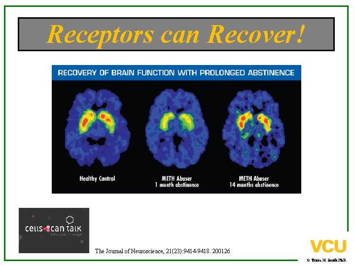 Receptors can Recover! The Journal of Neuroscience, 21(23): 9414 -9418. 200126 © Tricia H.