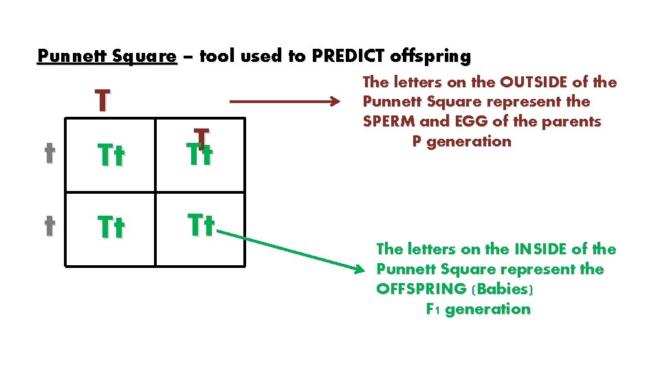 Punnett Square – tool used to PREDICT offspring T t Tt T Tt t