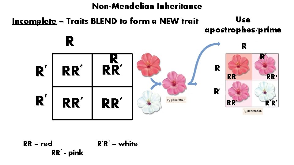 Non-Mendelian Inheritance Incomplete – Traits BLEND to form a NEW trait Use apostrophes/prime R