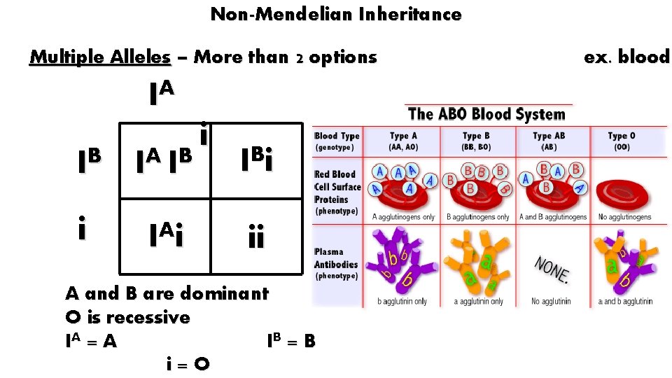 Non-Mendelian Inheritance Multiple Alleles – More than 2 options A I IB i i