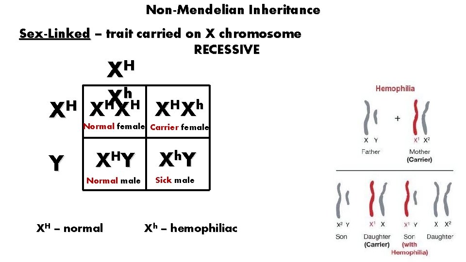 Non-Mendelian Inheritance Sex-Linked – trait carried on X chromosome RECESSIVE XH h X H