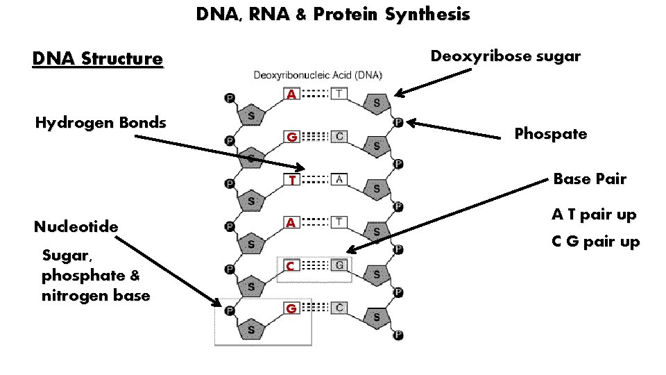 DNA, RNA & Protein Synthesis Deoxyribose sugar DNA Structure A Hydrogen Bonds Nucleotide Sugar,