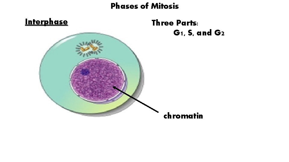 Phases of Mitosis Interphase Three Parts: G 1, S, and G 2 chromatin 