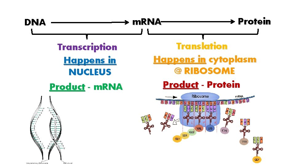 m. RNA DNA Transcription Happens in NUCLEUS Product - m. RNA Protein Translation Happens