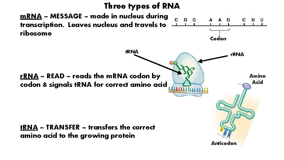 Three types of RNA m. RNA – MESSAGE – made in nucleus during transcription.