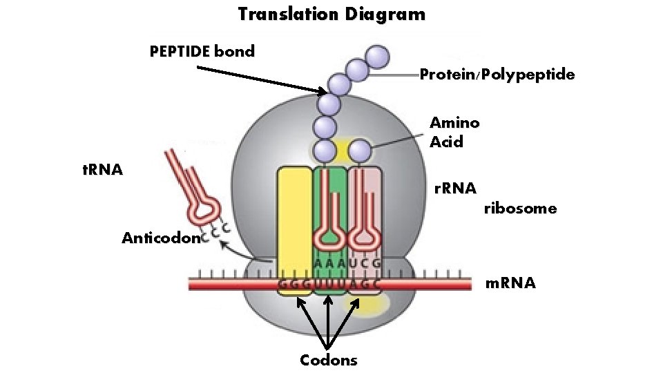 Translation Diagram PEPTIDE bond Protein/Polypeptide Amino Acid t. RNA ribosome Anticodon m. RNA Codons