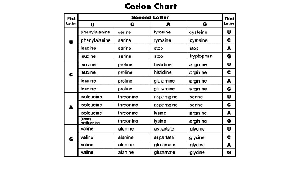 Codon Chart 