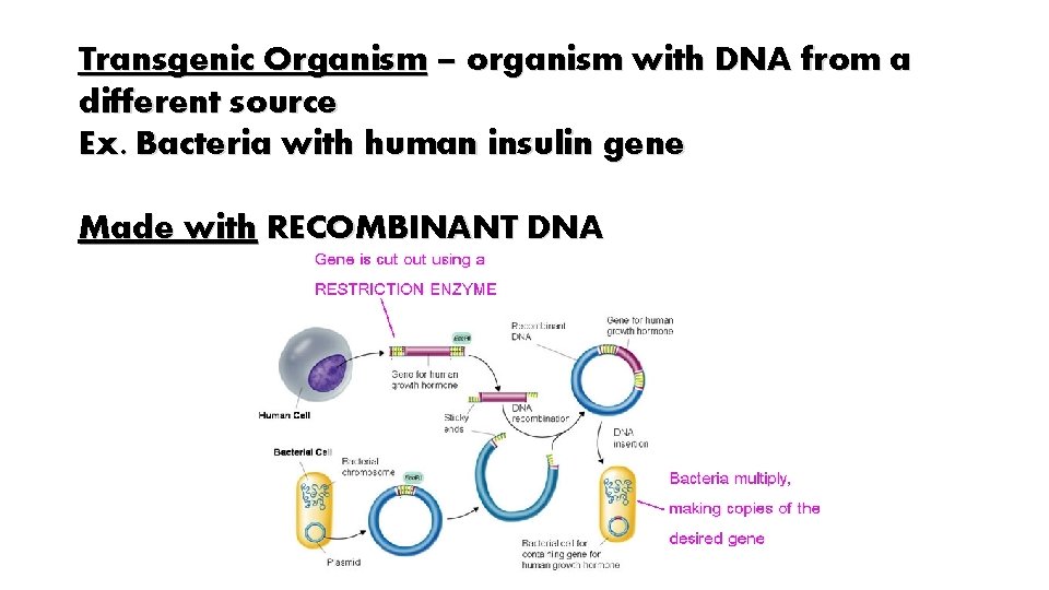 Transgenic Organism – organism with DNA from a different source Ex. Bacteria with human