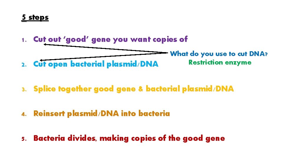 5 steps 1. Cut out ‘good’ gene you want copies of 2. Cut open