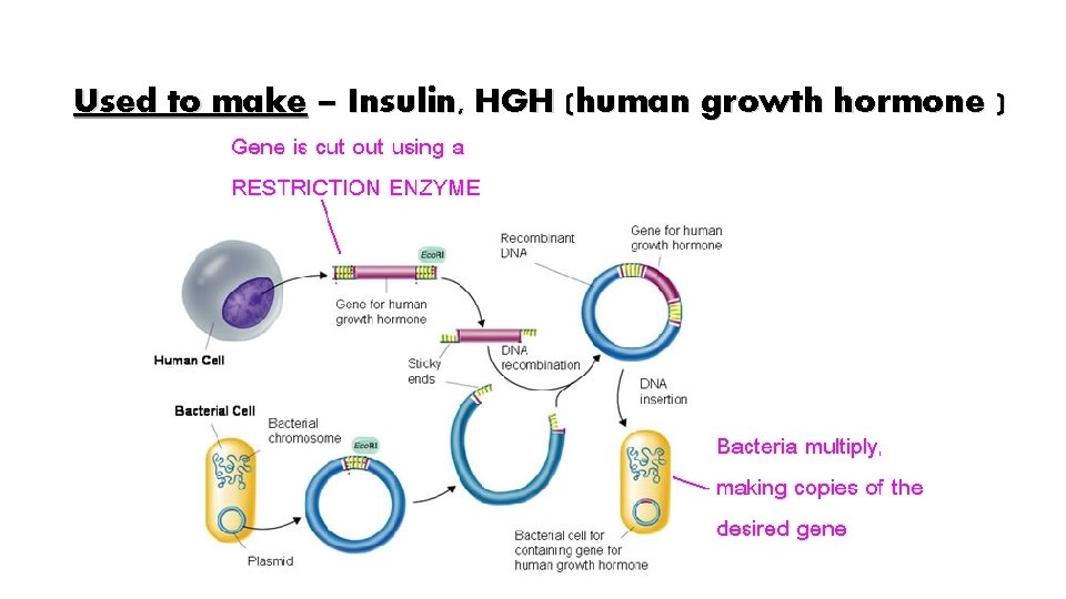 Used to make – Insulin, HGH (human growth hormone ) 