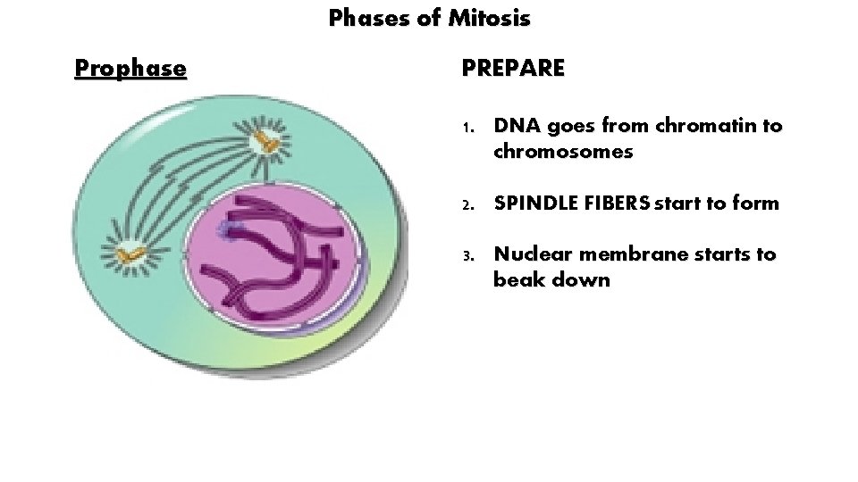 Phases of Mitosis Prophase PREPARE 1. DNA goes from chromatin to chromosomes 2. SPINDLE