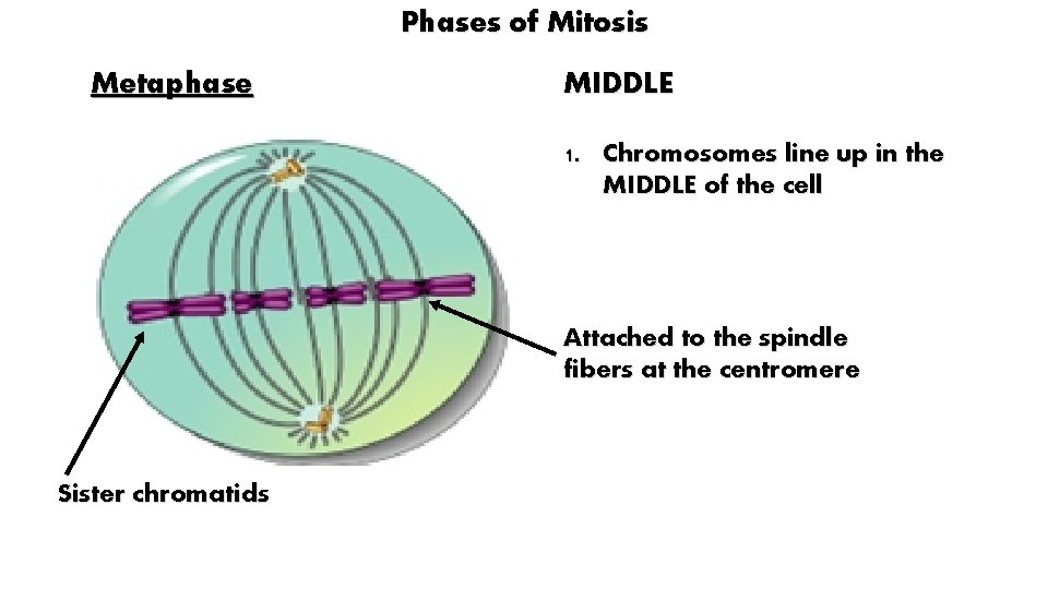 Phases of Mitosis Metaphase MIDDLE 1. Chromosomes line up in the MIDDLE of the