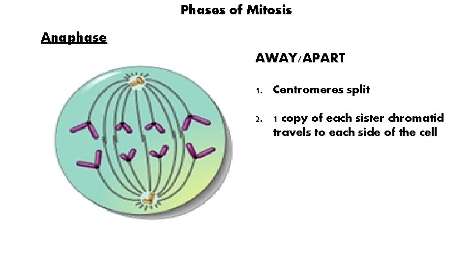 Phases of Mitosis Anaphase AWAY/APART 1. Centromeres split 2. 1 copy of each sister