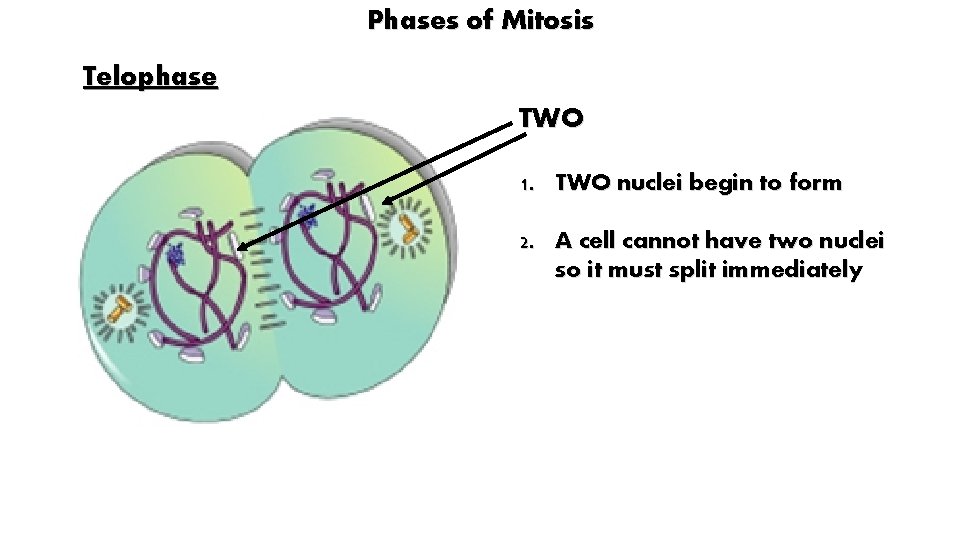 Phases of Mitosis Telophase TWO 1. TWO nuclei begin to form 2. A cell