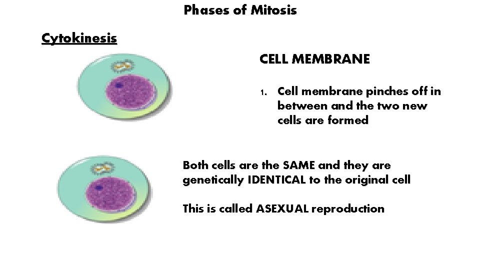 Phases of Mitosis Cytokinesis CELL MEMBRANE 1. Cell membrane pinches off in between and