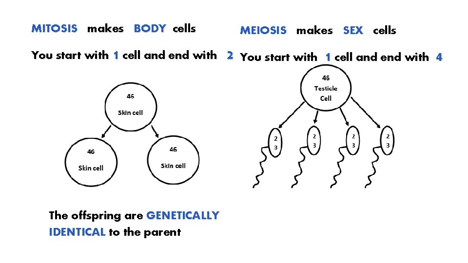 MITOSIS makes BODY cells You start with 1 cell and end with The offspring