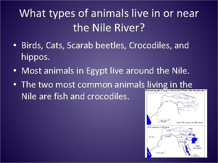What types of animals live in or near the Nile River? • Birds, Cats, What types of animals live in or near the Nile River? • Birds, Cats,