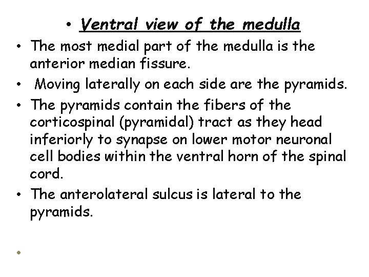  • Ventral view of the medulla • The most medial part of the