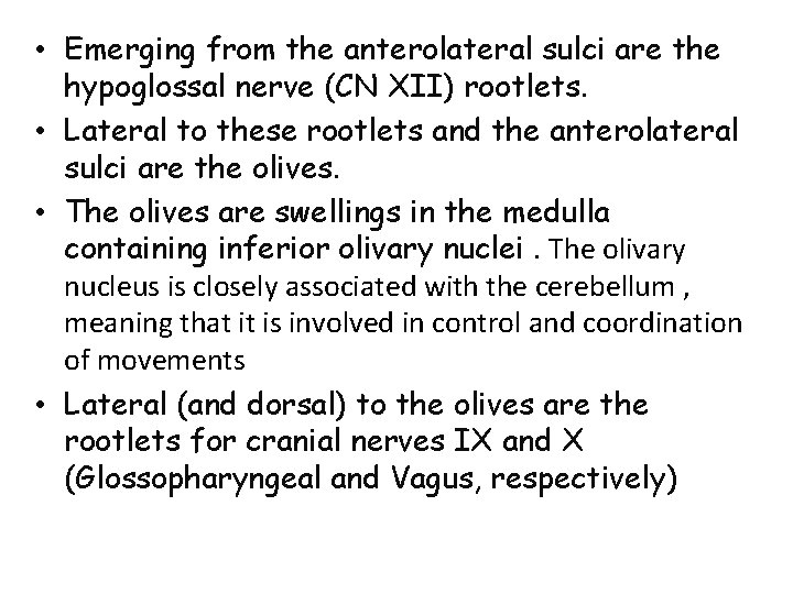  • Emerging from the anterolateral sulci are the hypoglossal nerve (CN XII) rootlets.