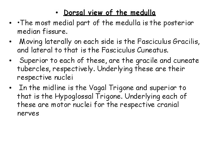  • • • Dorsal view of the medulla • The most medial part