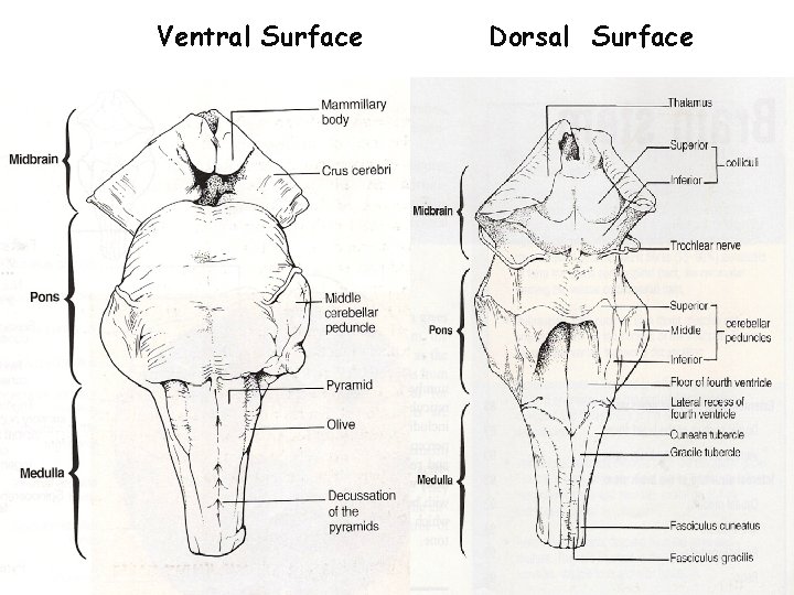 Ventral Surface Dorsal Surface 
