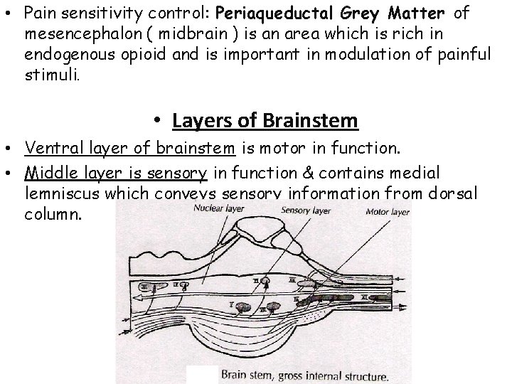  • Pain sensitivity control: Periaqueductal Grey Matter of mesencephalon ( midbrain ) is