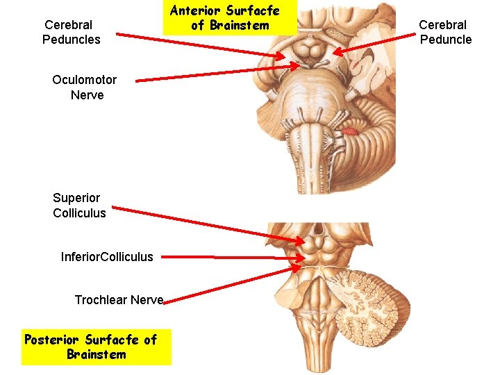 Cerebral Peduncles Oculomotor Nerve Superior Colliculus Inferior. Colliculus Trochlear Nerve Posterior Surfacfe of Brainstem
