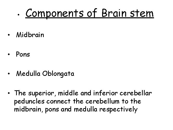  • Components of Brain stem • Midbrain • Pons • Medulla Oblongata •