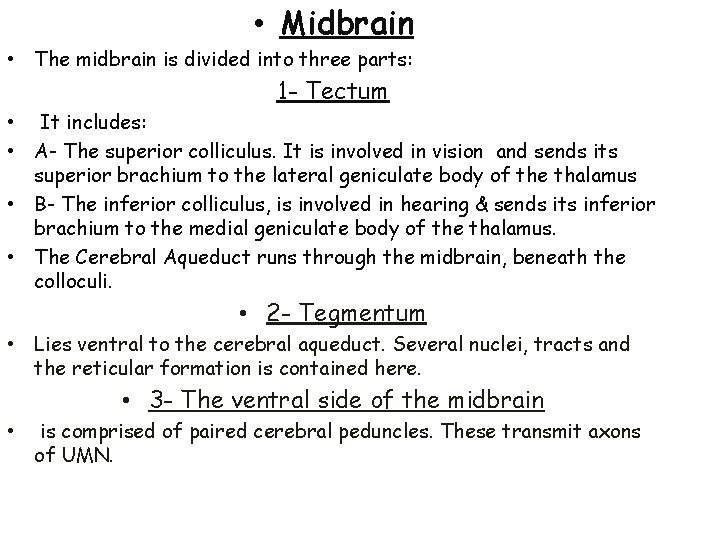  • Midbrain • The midbrain is divided into three parts: 1 - Tectum