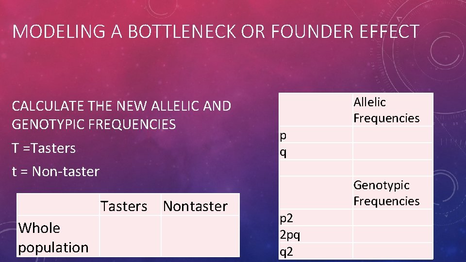 MODELING A BOTTLENECK OR FOUNDER EFFECT CALCULATE THE NEW ALLELIC AND GENOTYPIC FREQUENCIES T