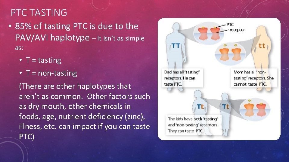 PTC TASTING • 85% of tasting PTC is due to the PAV/AVI haplotype –