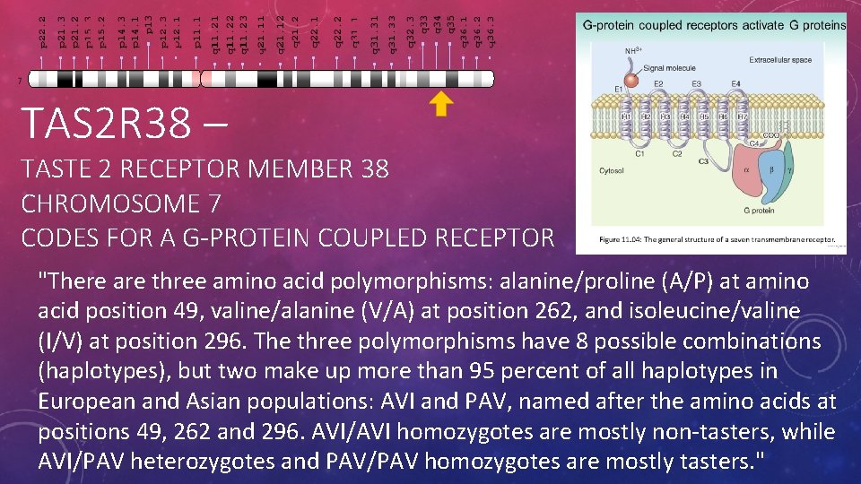 TAS 2 R 38 – TASTE 2 RECEPTOR MEMBER 38 CHROMOSOME 7 CODES FOR