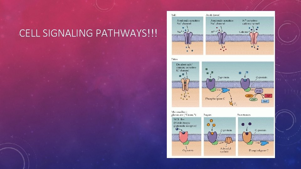 CELL SIGNALING PATHWAYS!!! 