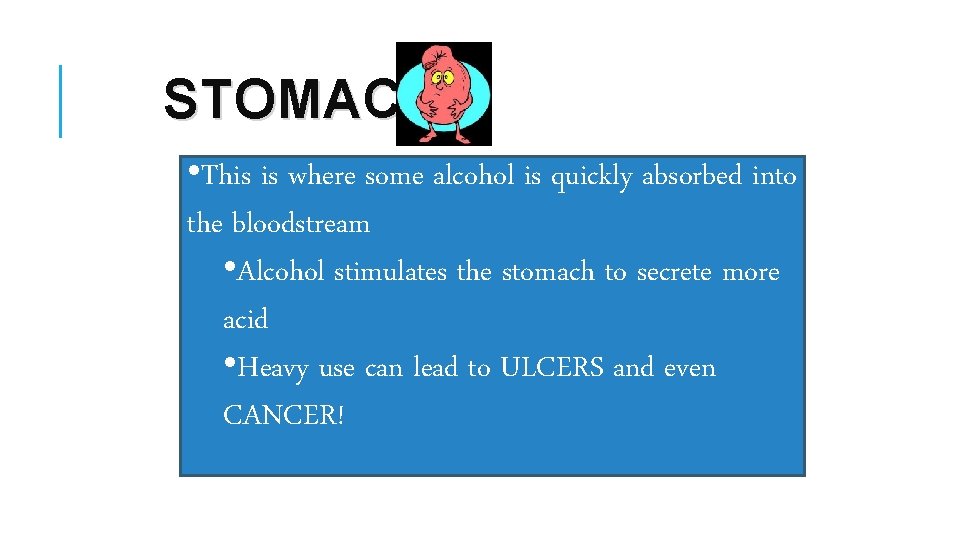 STOMACH • This is where some alcohol is quickly absorbed into the bloodstream •