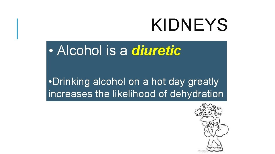 KIDNEYS • Alcohol is a diuretic • Drinking alcohol on a hot day greatly