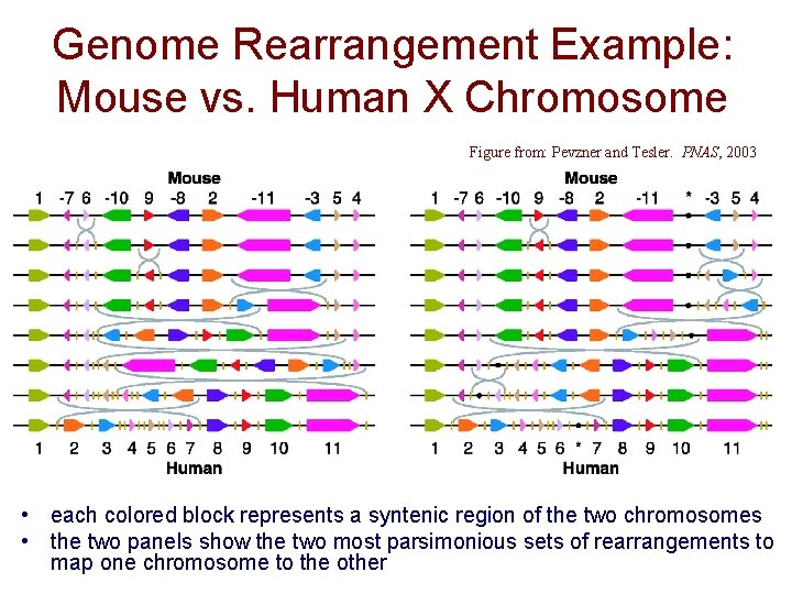 Genome Rearrangement Example: Mouse vs. Human X Chromosome Figure from: Pevzner and Tesler. PNAS,