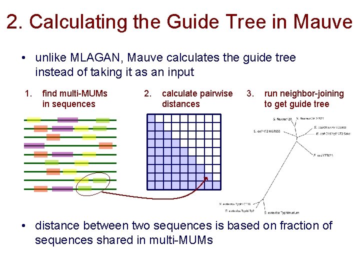 2. Calculating the Guide Tree in Mauve • unlike MLAGAN, Mauve calculates the guide