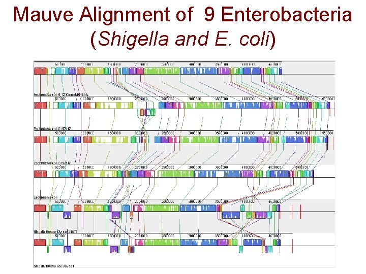 Mauve Alignment of 9 Enterobacteria (Shigella and E. coli) 